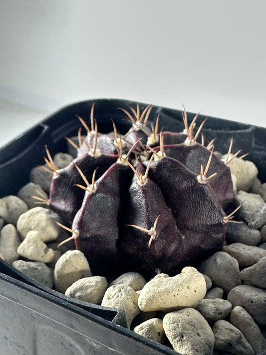 Black Widow Gymnocalycium Mihanovichii – Decorative Cactus Garden Seeds
