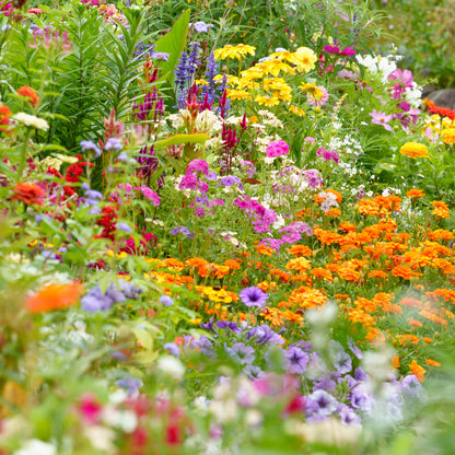 Annual Flower Seeds for Planting – Heirloom, Non-GMO, Easy to Grow, Seasonal Blooms