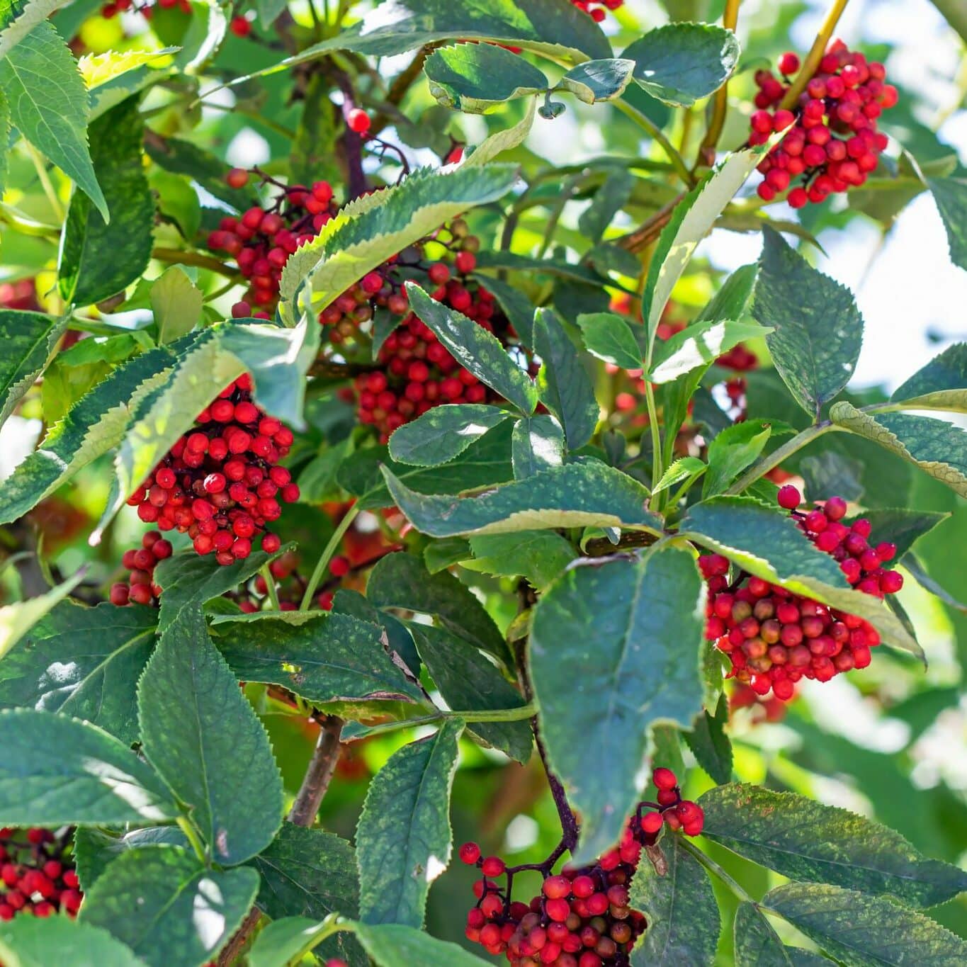 Red Elderberry Sambucus Racemosa – Cold Hardy Perennial Shrub Seeds