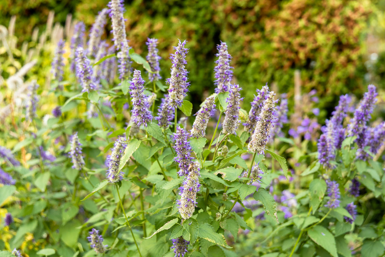 Lavender Kawaii Japanese – Garden Herb Seeds