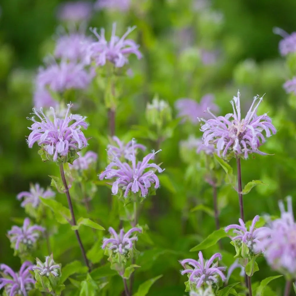 Bergamot Wild Bee Balm – Herb Seeds