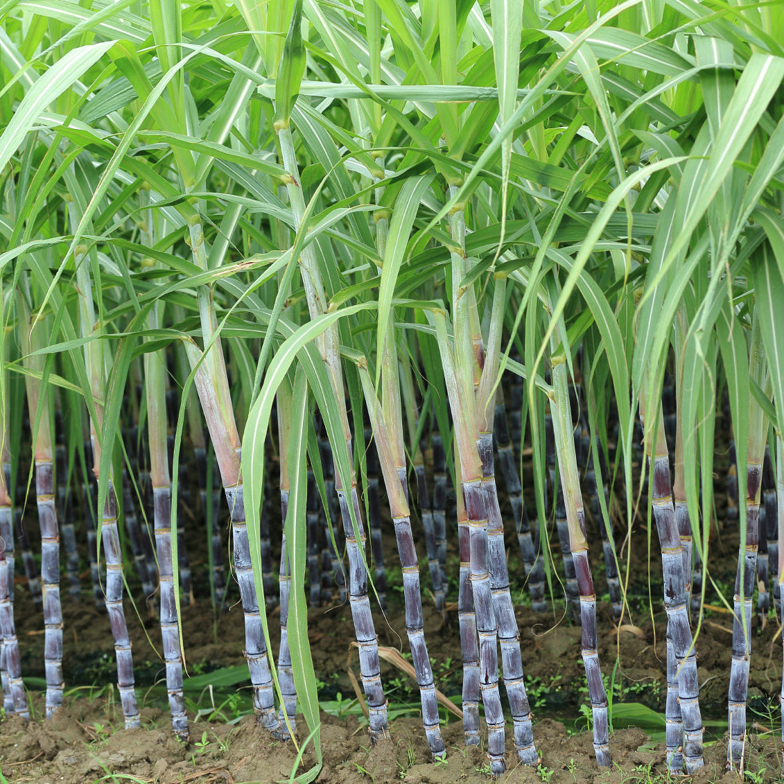 Sugarcane Plant Seeds - High-Yield Sweet Cane Variety Easy to Grow for Home & Farm Cultivation