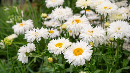Alaska Shasta Daisy Leucanthemum – Perennial Garden Flower Seeds