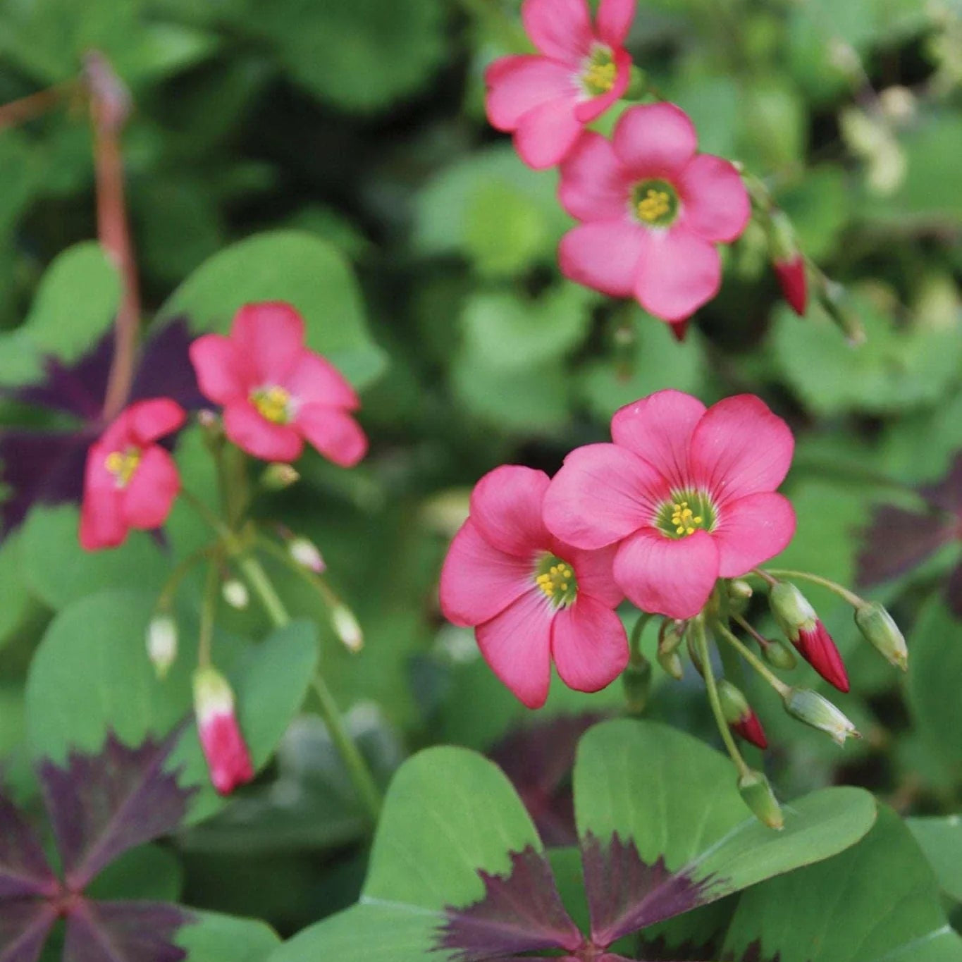 Four Leaf Clover (Oxalis Deppei) Seeds for Planting – Heirloom, Non-GMO, Easy to Grow, Perennial, Ground Cover