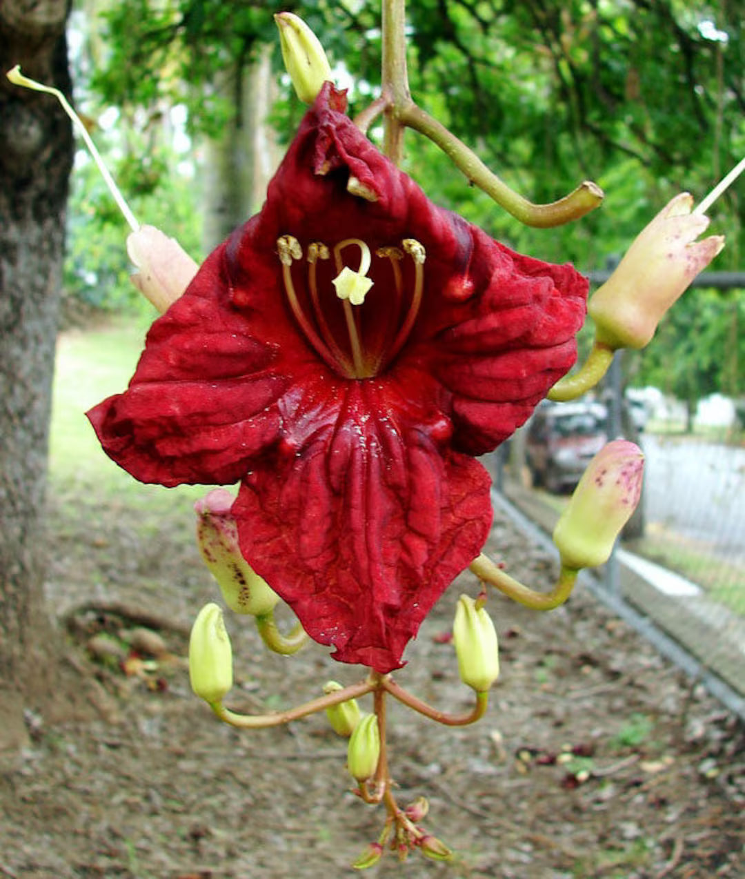 Kigelia Africana – African Sausage Tree Bonsai Seeds