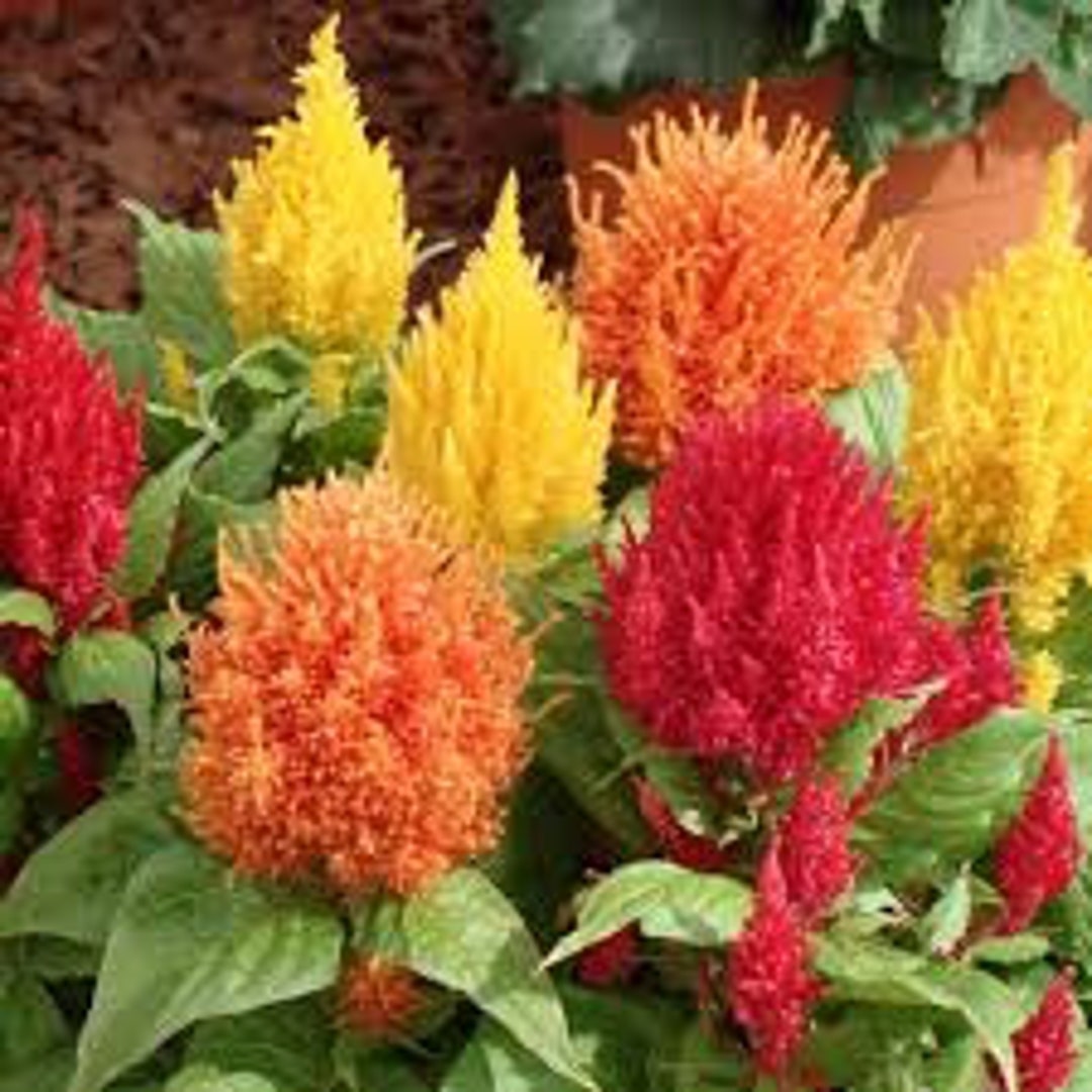 Celosia Nana Glitters Orange Celosia Plumosa – Colorful Garden Flower Seeds
