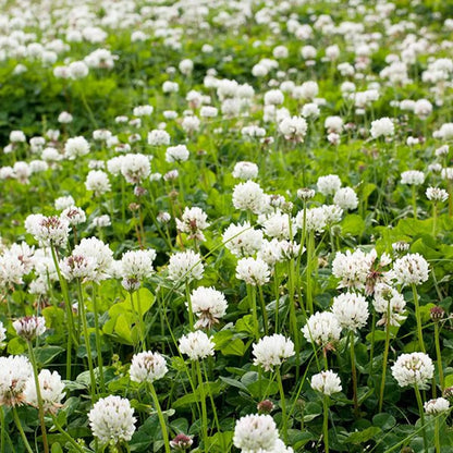 Dutch White Clover (Trifolium repens) Seeds for Planting – Heirloom, Non-GMO, Drought-Tolerant, Perennial Ground Cover