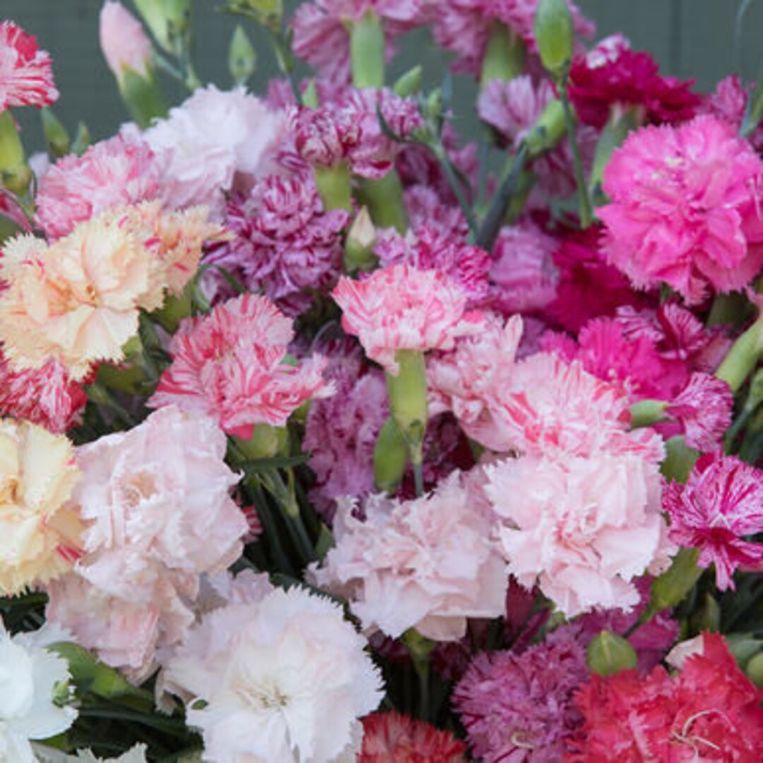 Carnation Dianthus Caryophyllus – Chabaud Picotee Mixed Color Seeds