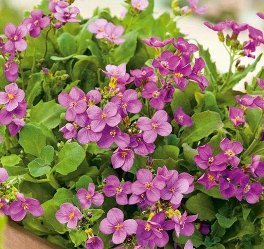 Arabis Arabis Alpina Caucasica Rosea – Wall Rock Cress Pink Flower Seeds