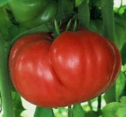 Crnkovic Yugoslavian Tomato – Heirloom Vegetable Garden Seeds