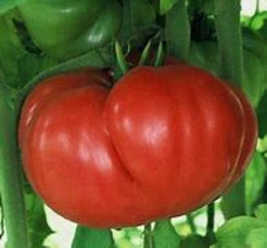 Crnkovic Yugoslavian Tomato – Heirloom Vegetable Garden Seeds