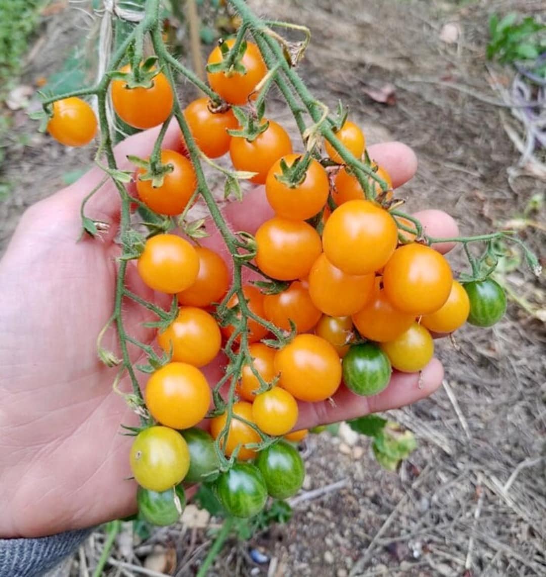 Wild Tomato Combo – Galapagos and Currant Tomato Seeds