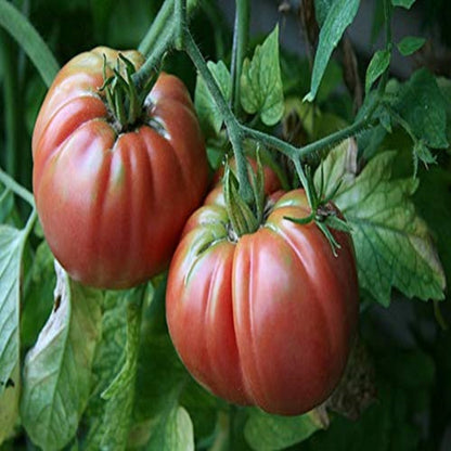 Giant Belgium Tomato – Heirloom Vegetable Seeds
