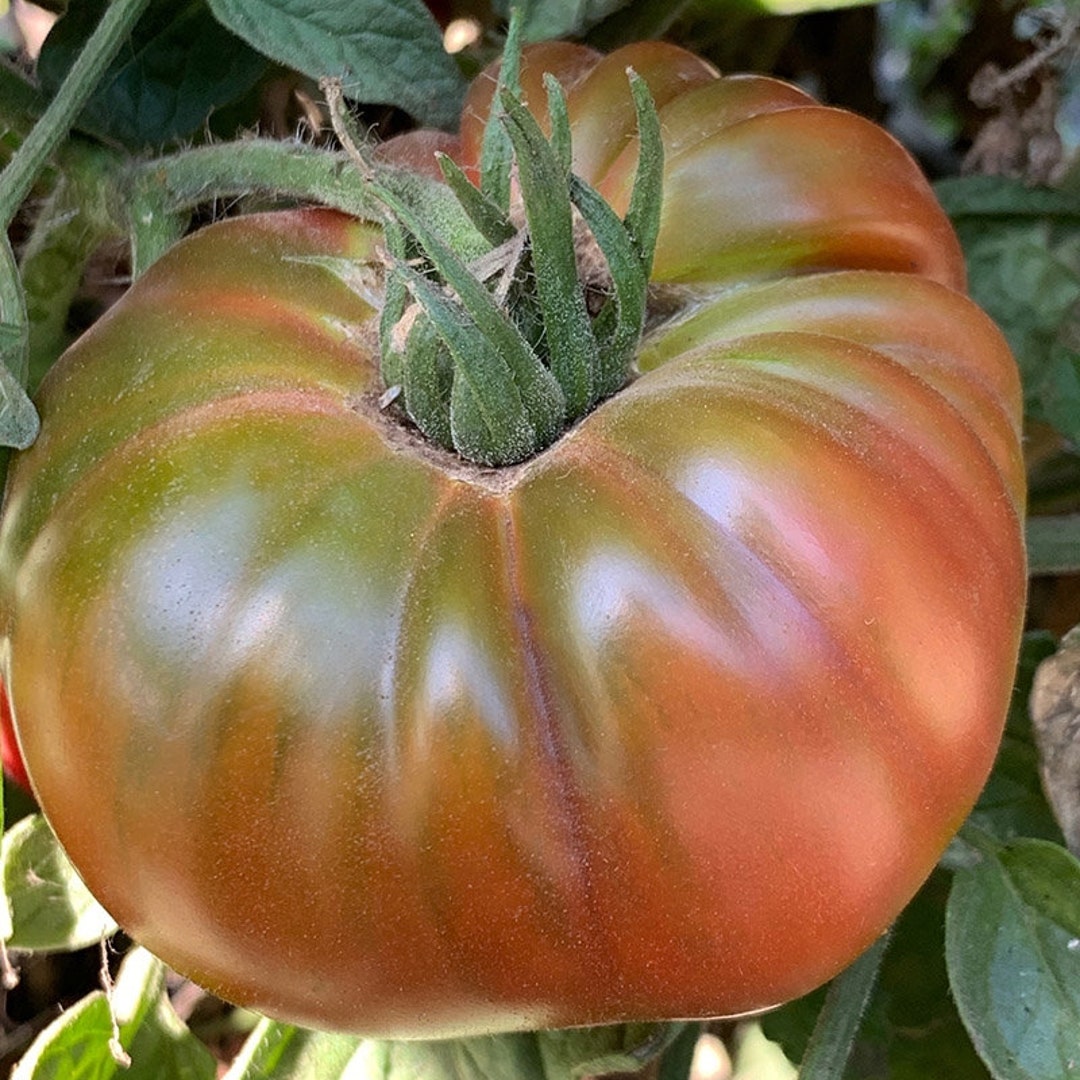Ananas Noir Tomato – Heirloom Garden Vegetable Seeds