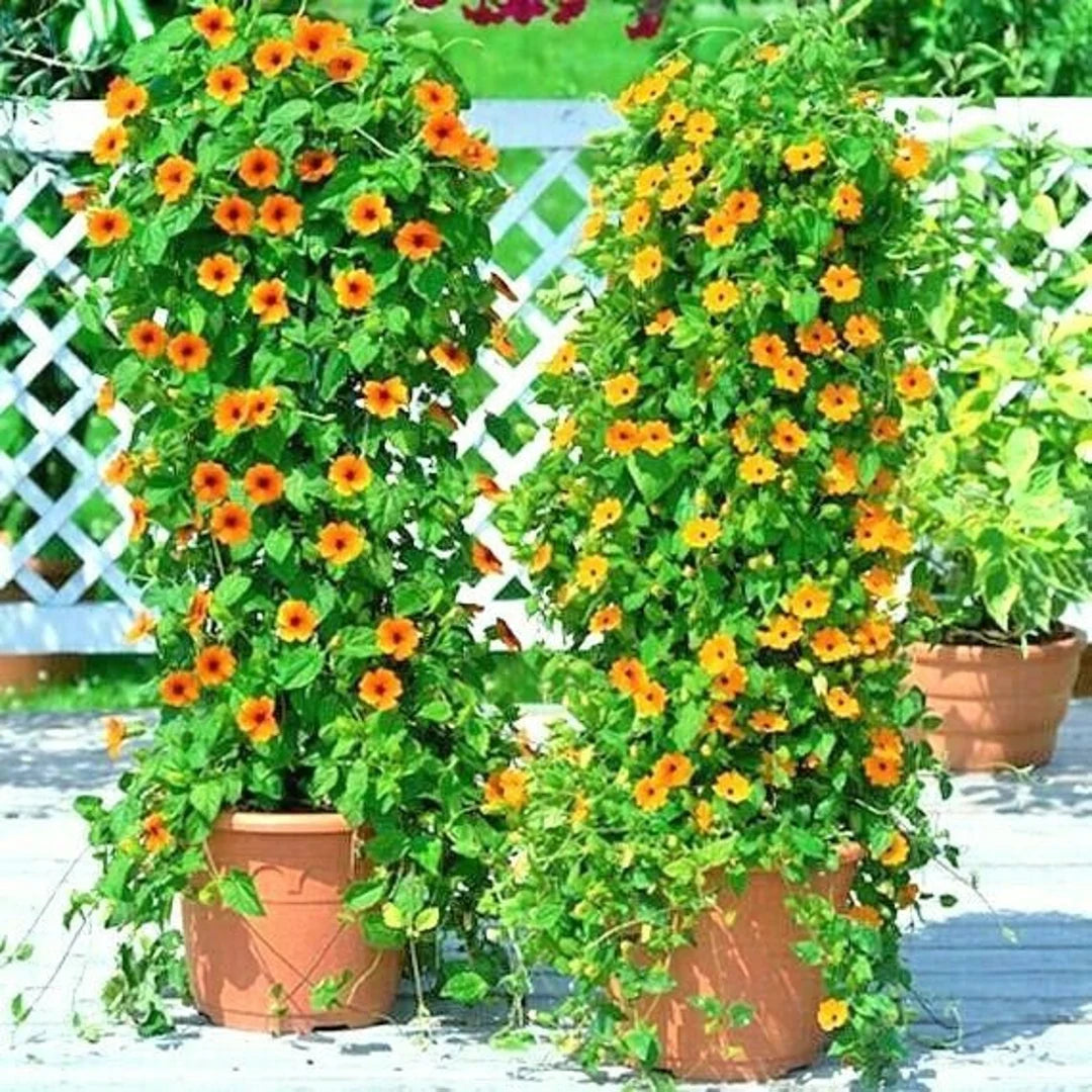Thunbergia (Black-Eyed Susan Vine) Seeds for Planting – Heirloom, Non-GMO, Easy to Grow, Climbing Annual