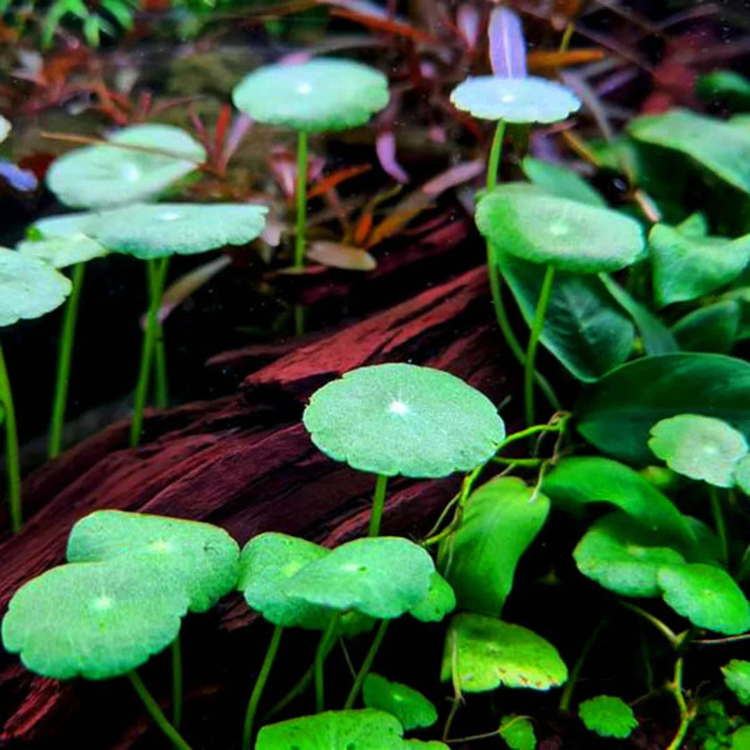 Hydrocotyle Verticillata – Umbrella Pennywort Aquarium Plant Seeds