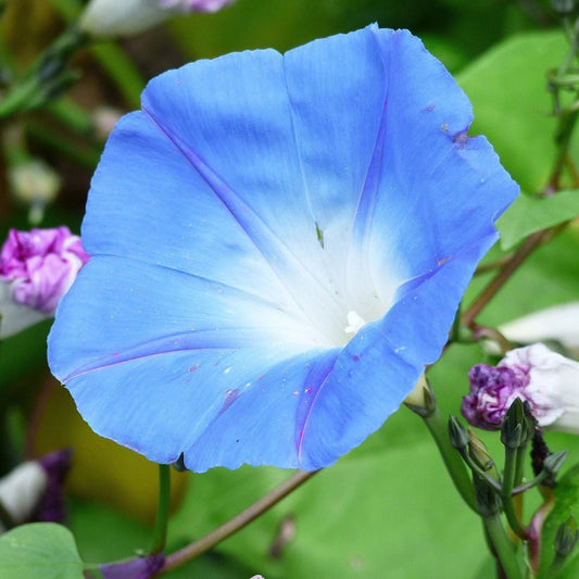 Blue Mutant Japanese – Garden Flower Seeds