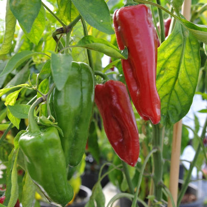 Red Marconi Sweet Pepper – Heirloom Vegetable Garden Seeds