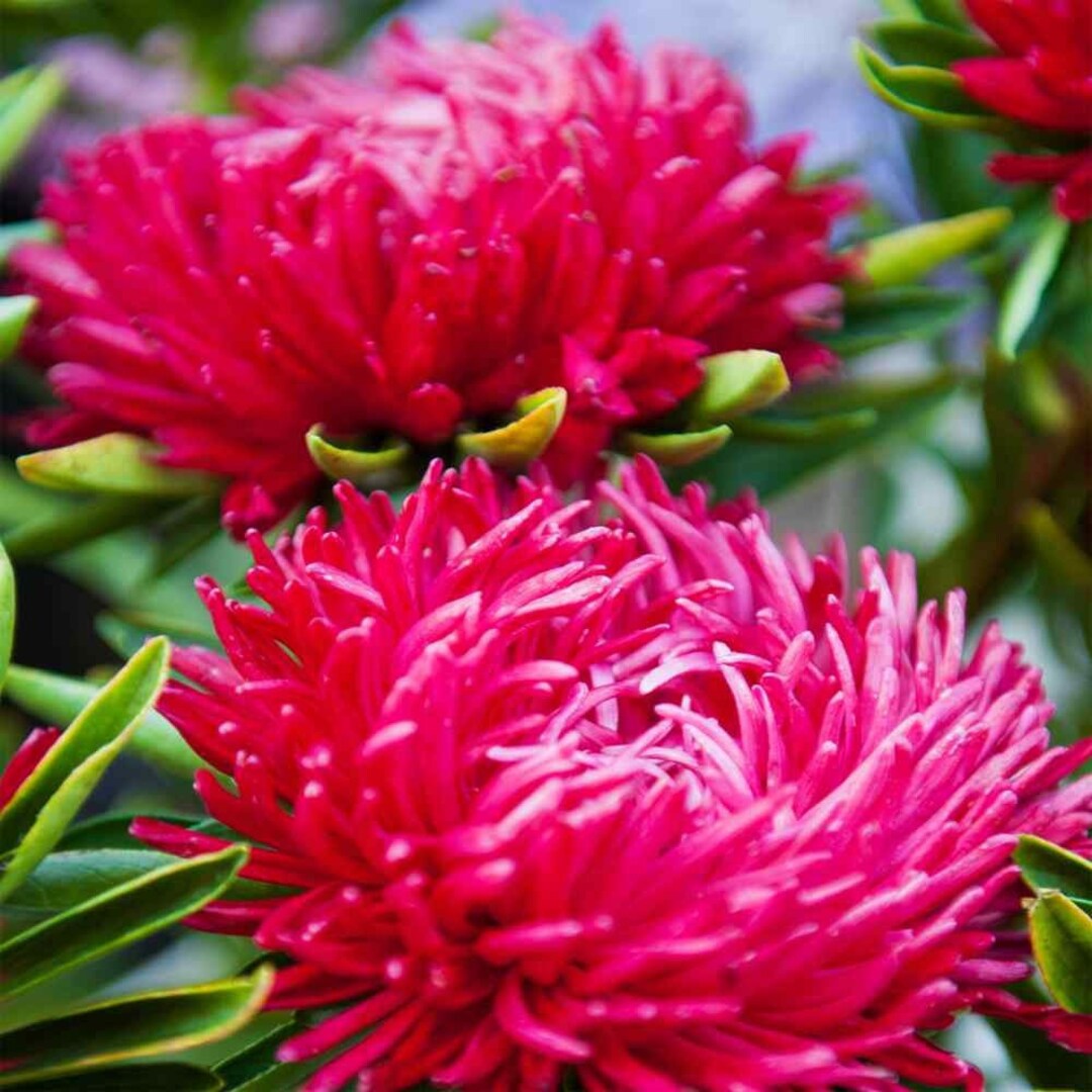 Aster Callistephus Chinensis – Gremlin Red Double Flower Seeds