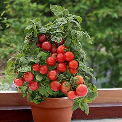 Tiny Tim Bonsai Tomato Dwarf Heirloom Seeds for Planting