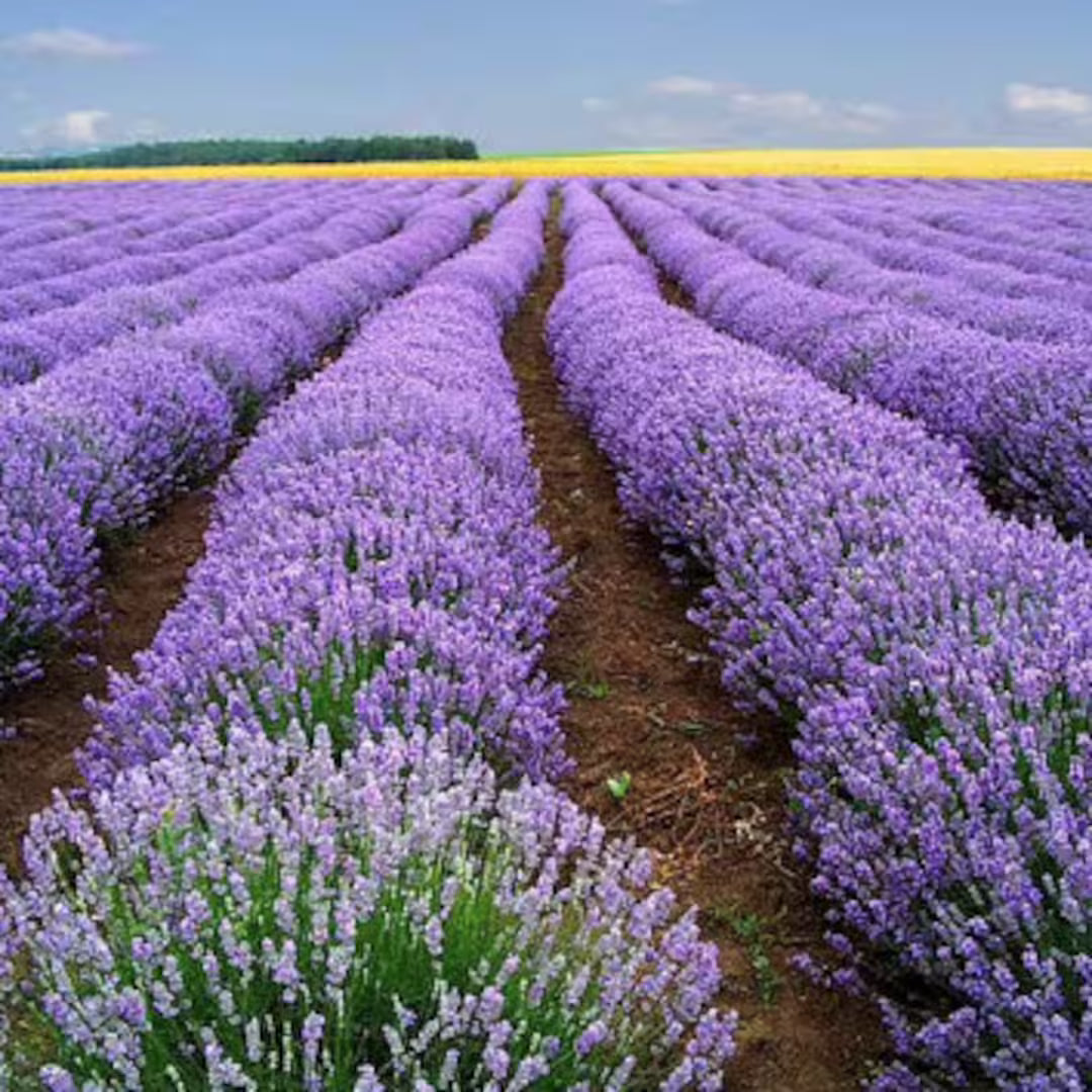 English Lavender Lavandula Angustifolia – Fragrant Perennial Herb Seeds