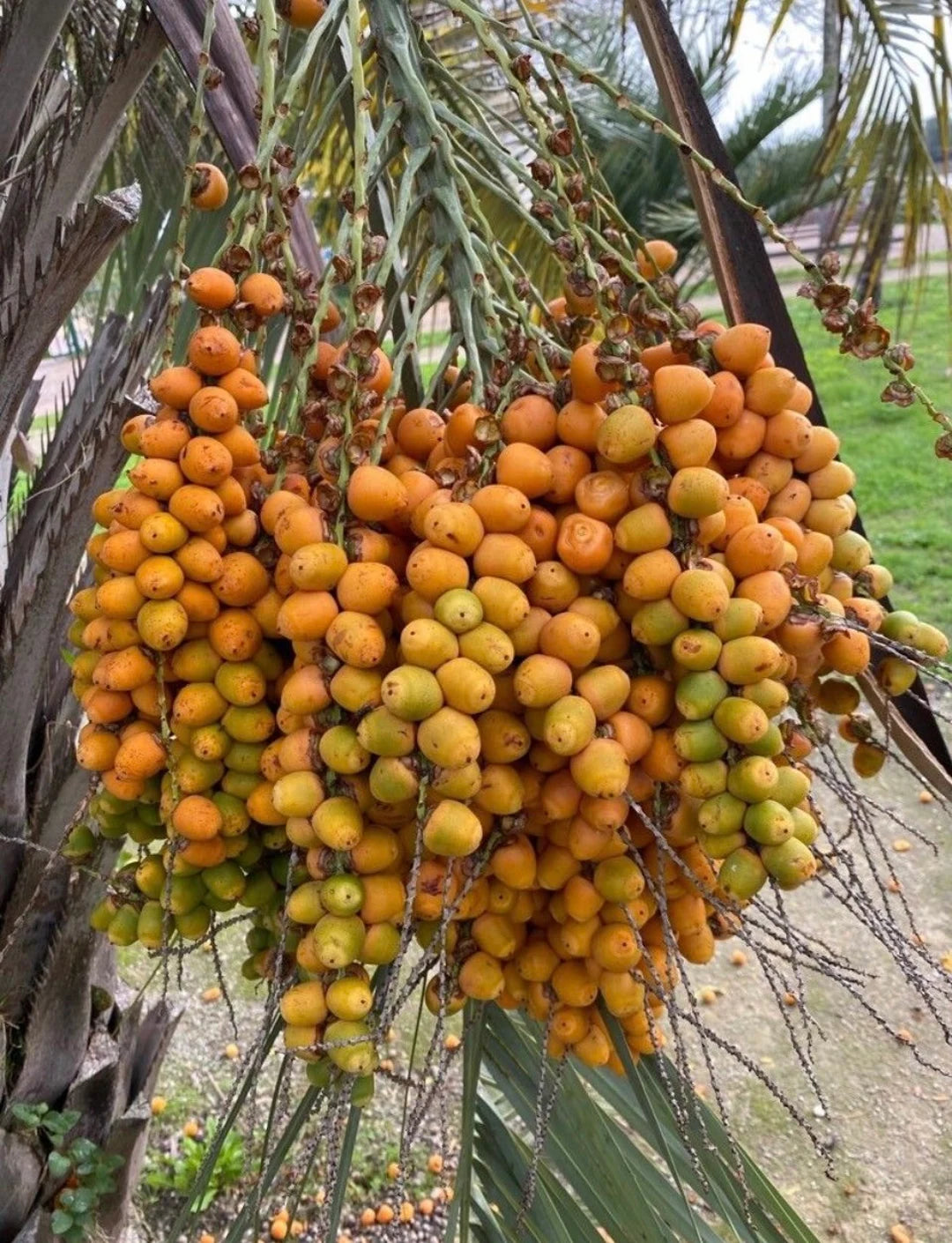 Chinese Date Tree – Hardy Fruit Tree Seeds