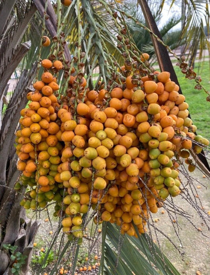 Chinese Date Tree – Hardy Fruit Tree Seeds