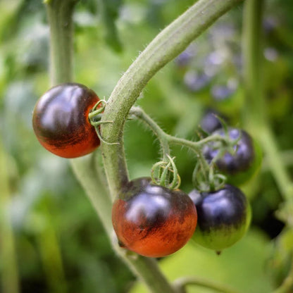 Heaven Oregon Tomato – Heirloom Vegetable Garden Seeds