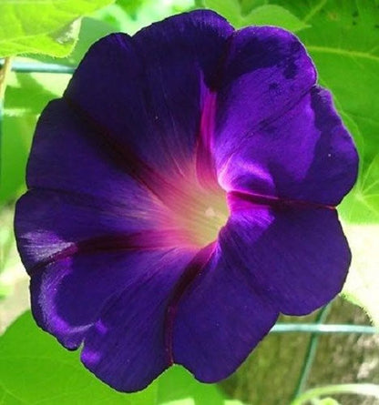 Star Of Yelta – Garden Flower Seeds