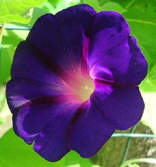 Star Of Yelta – Garden Flower Seeds