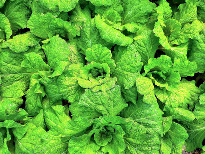 Basil Lettuce Leaf Ocimum Basilicum – Herb Garden Seeds