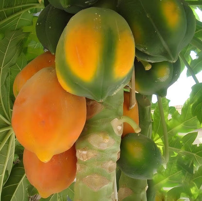 Coorg Honey Dew Papaya Seeds for Planting – Heirloom, Non-GMO, Sweet Yellow-Flesh Variety