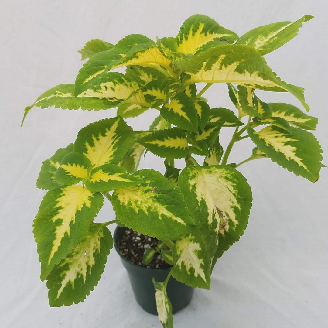 Coleus Wizard Jade – Annual Flower Seeds