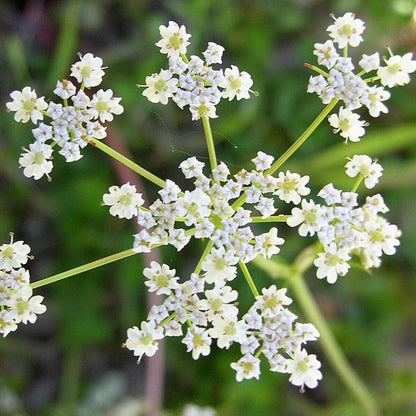Caraway Herb Heirloom – Garden Herb Seeds