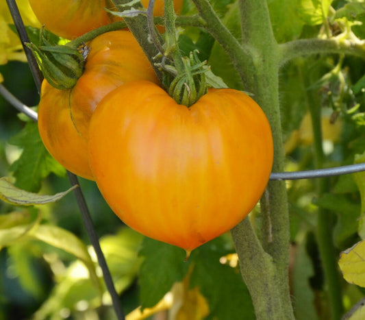 Orange Strawberry Heirloom – Historical Vegetable Garden Seeds