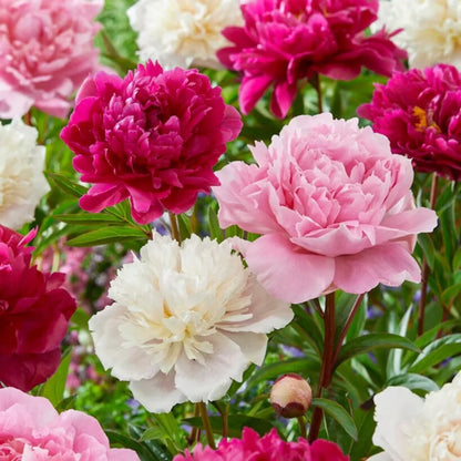 Peony (Paeonia) Flower Seeds for Planting – Heirloom, Non-GMO, Easy to Grow, Perennial Variety