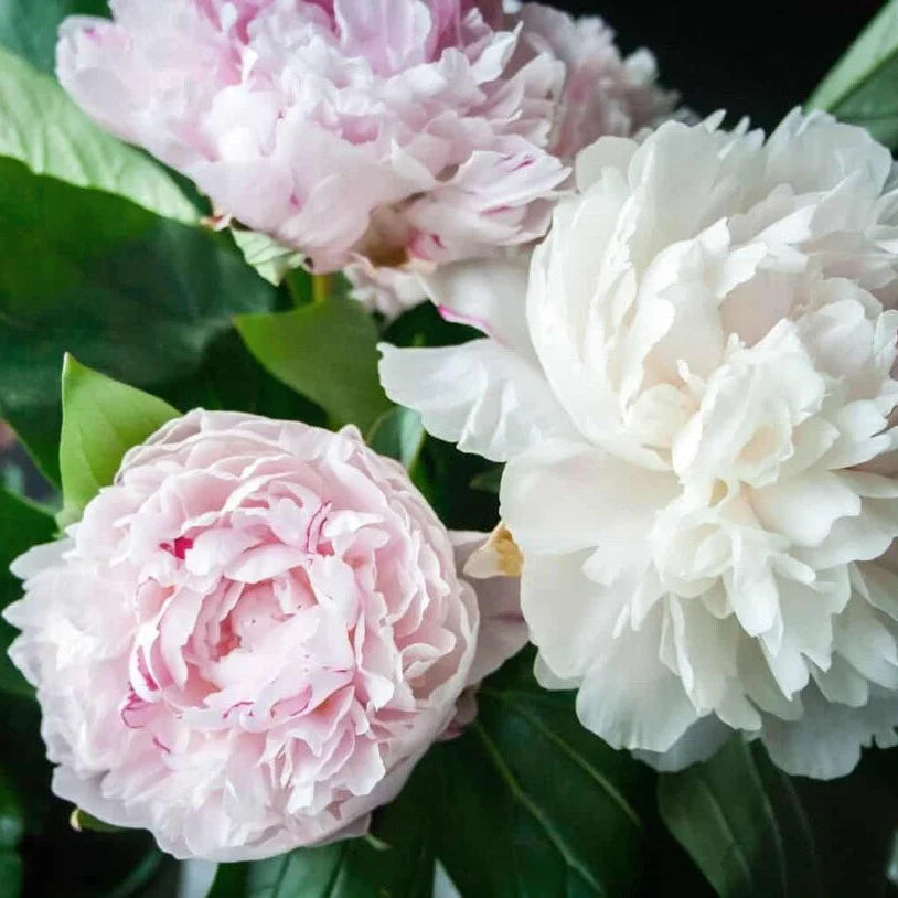 Peony (Paeonia) Mixed Colors Seeds for Planting – Heirloom, Non-GMO, Easy to Grow, Perennial Blooms
