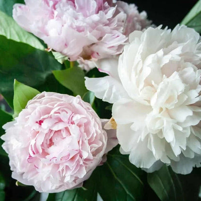 Peony (Paeonia) Mixed Colors Seeds for Planting – Heirloom, Non-GMO, Easy to Grow, Perennial Blooms