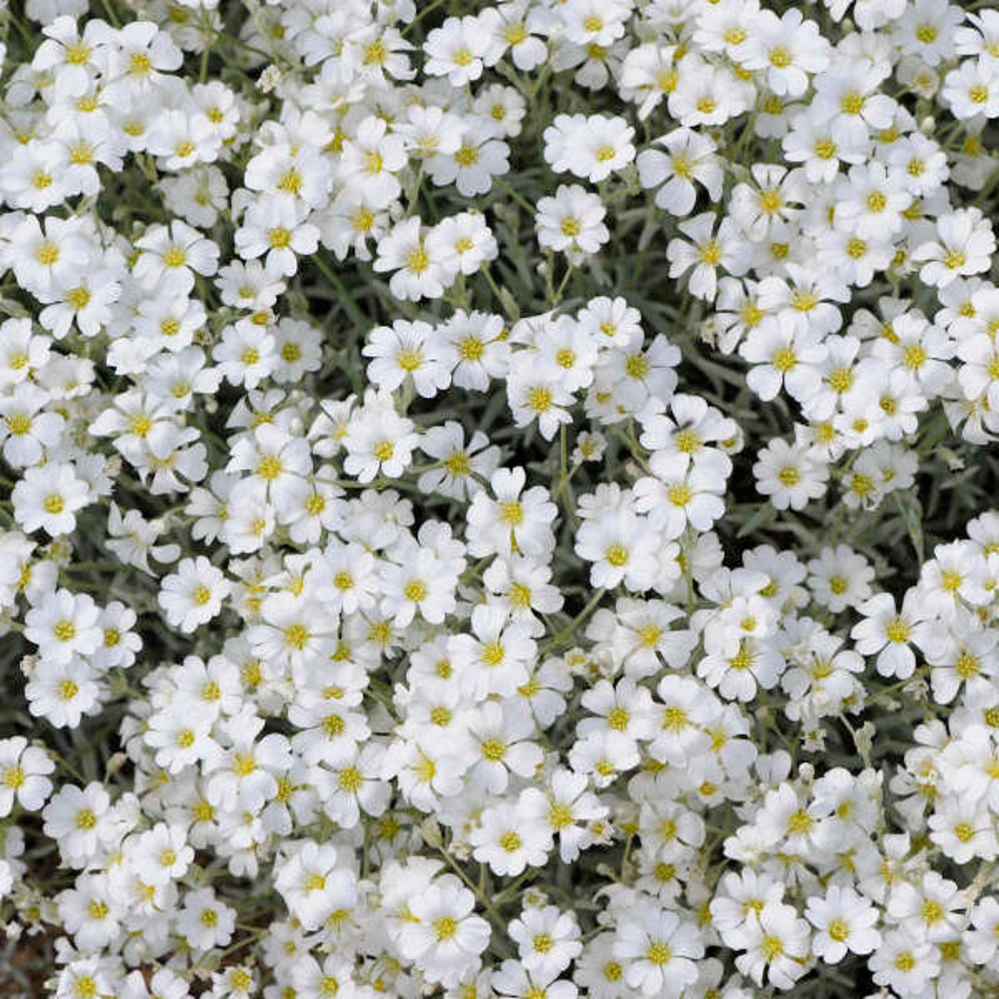 Cerastium Perennial Flower – Perennial Flower Seeds