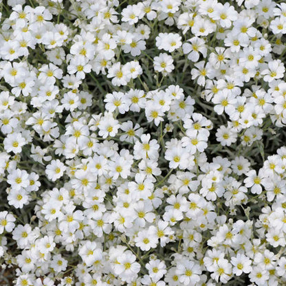 Cerastium Perennial Flower – Perennial Flower Seeds