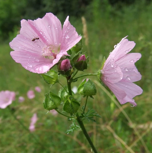 Malva Pink Perennial – Perennial Flower Seeds