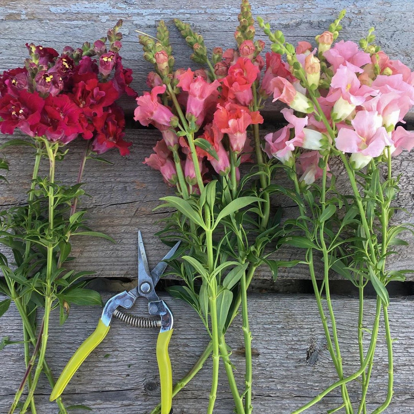 Snapdragon Antirrhinum Lucky – Colorful, Annual Flower Seeds