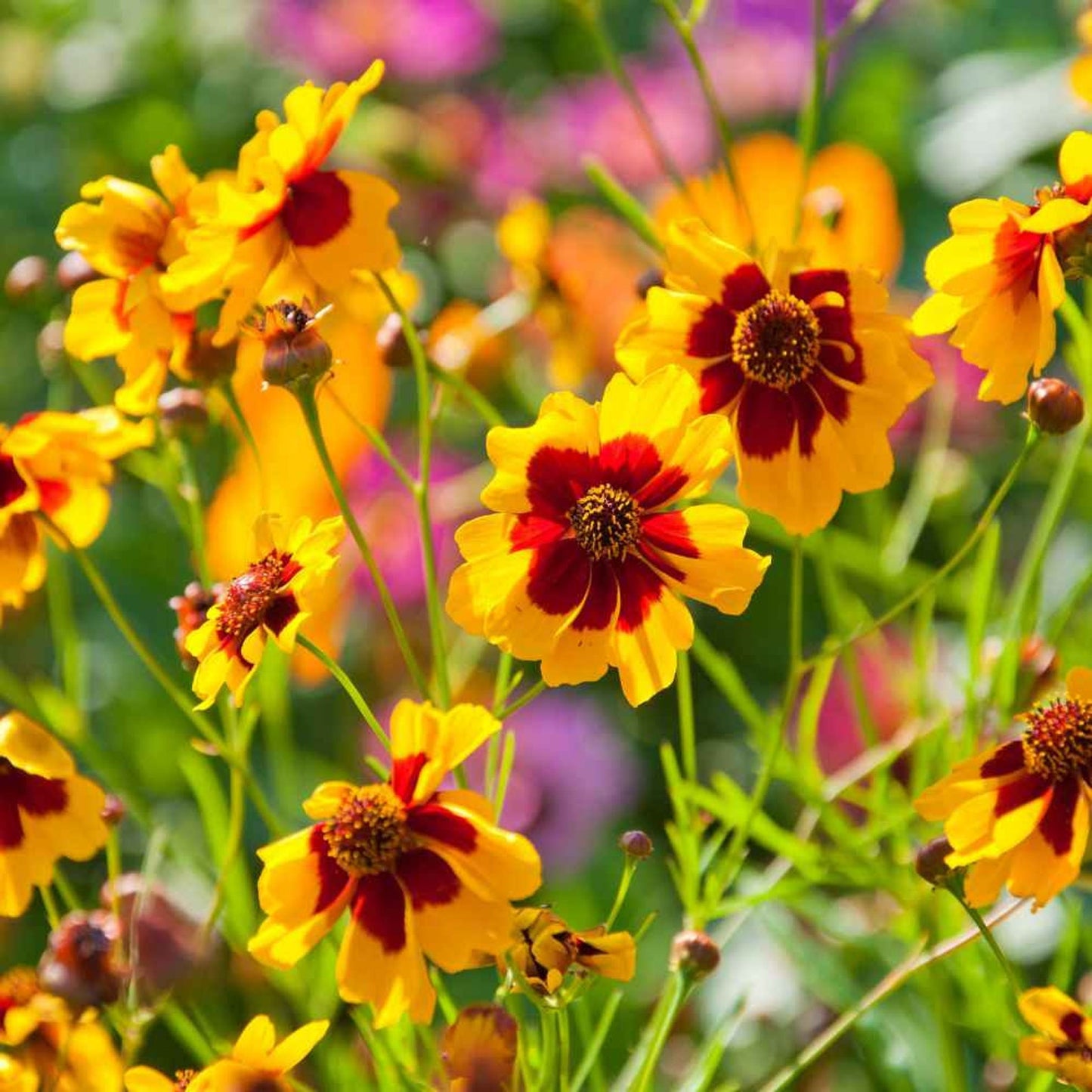 Coreopsis Tinctoria Flower – Annual Flower Seeds