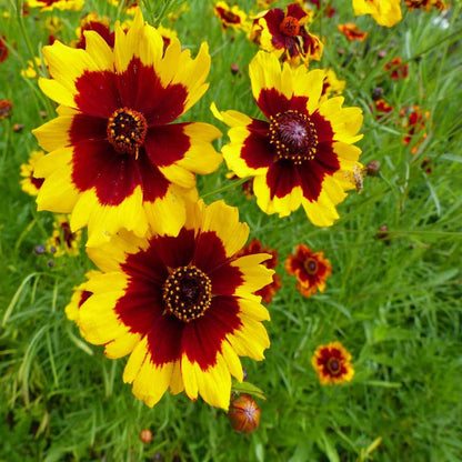 Coreopsis Tinctoria Flower – Annual Flower Seeds