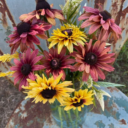 Rudbeckia Sahara Flower – Garden Flower Seeds