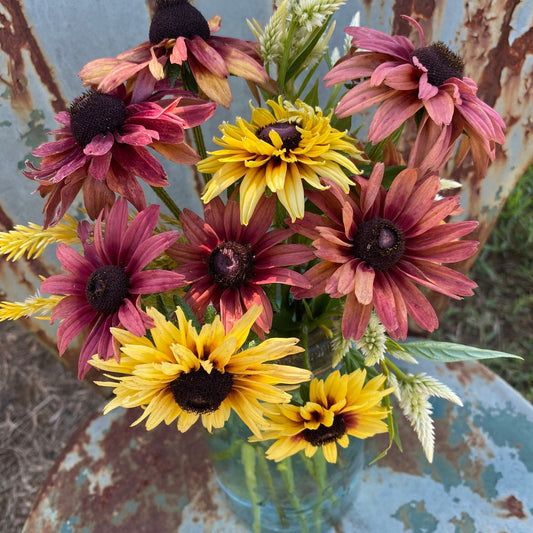 Rudbeckia Sahara Flower – Garden Flower Seeds