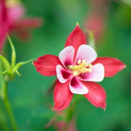 Red Star Aquilegia – Perennial Flower Seeds