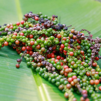 Black Pepper (Piper nigrum) Seeds for Planting – Heirloom, Non-GMO, Easy to Grow, Perennial Spice Vine