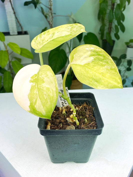 Variegated Scindapsus Agryrareus – Indoor Climbing Foliage Seeds