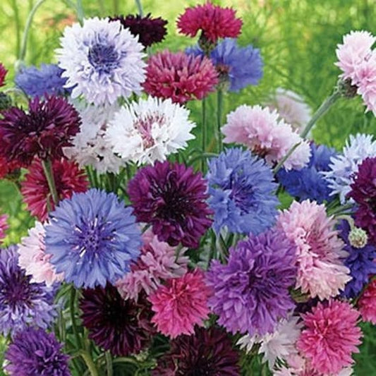 Polka Dot Mixed Bachelor Button – Colorful Wildflower Seeds
